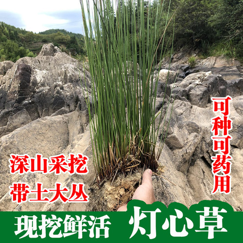 下单现挖鲜活灯芯草苗灯心草盆栽