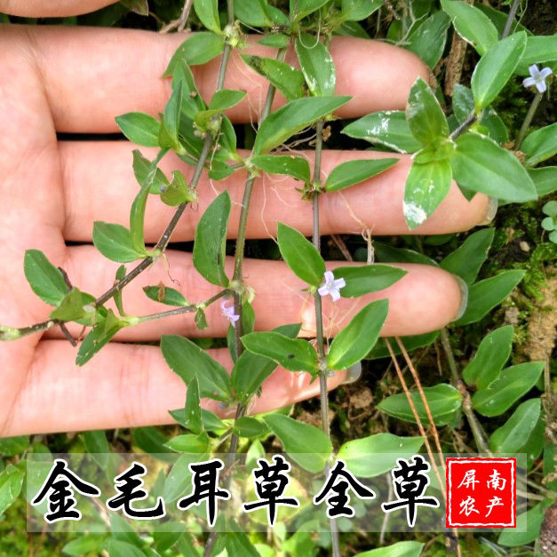 现采新鲜摊地蜈蚣 过路蜈蚣 金毛耳草黄毛耳草新鲜中药材500g包邮