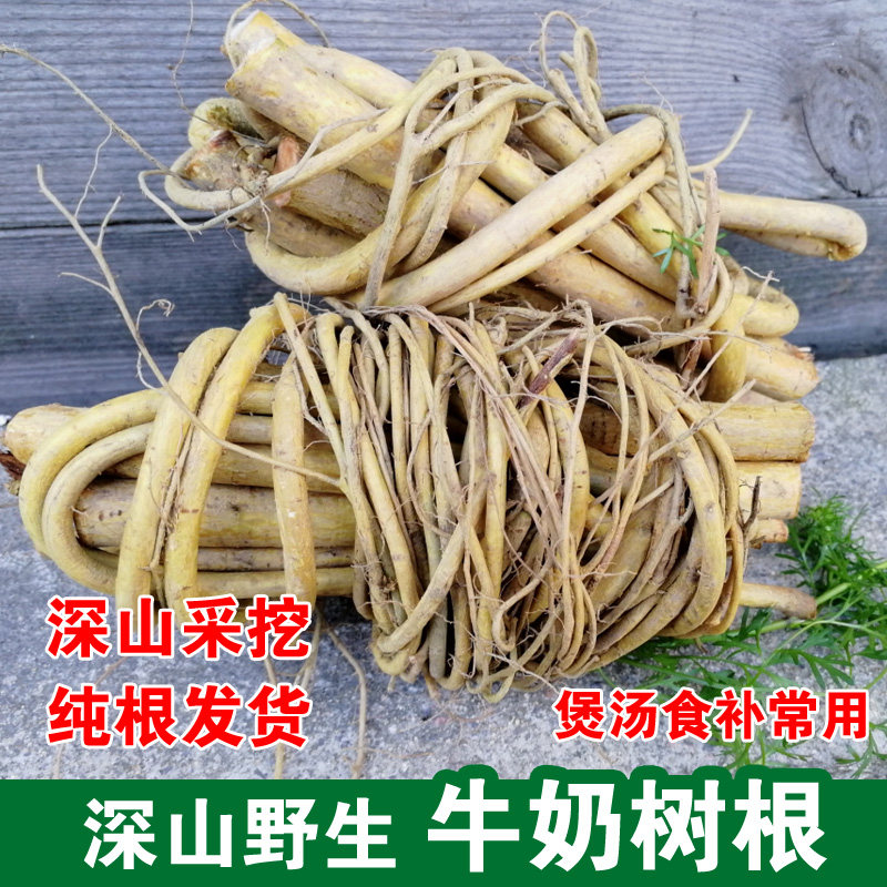 野生广东新鲜煲汤料牛奶根