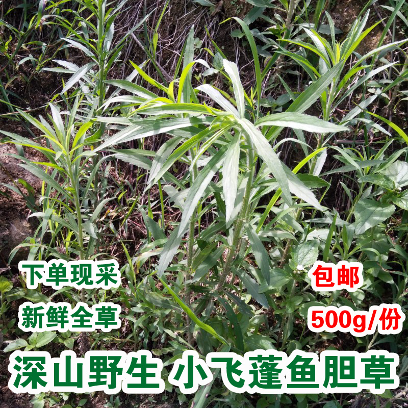 野生鱼胆草新鲜小飞蓬草竹叶艾破布艾小白酒草小山艾中小蓬草铁蒿