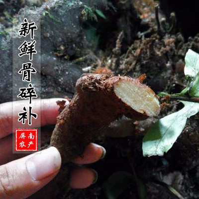 石岩福建骨碎补骨碎补