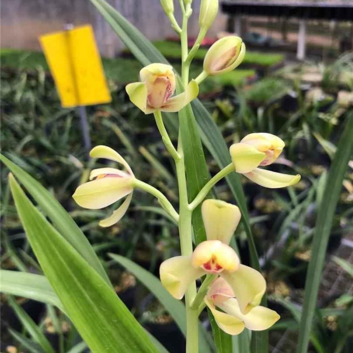 【一品梅】建兰四季兰梅瓣传统品种名贵兰花兰草铭品盆栽花卉绿植