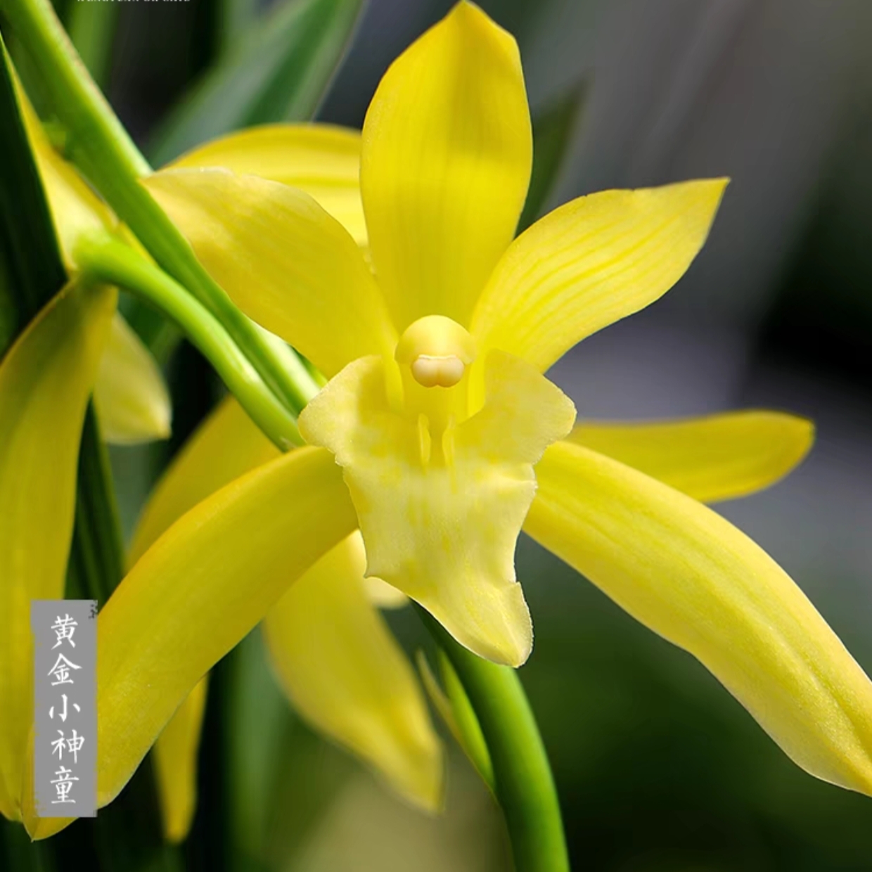 【黄金小神童】建兰四季兰色花名贵兰花兰草铭品盆栽花卉绿植