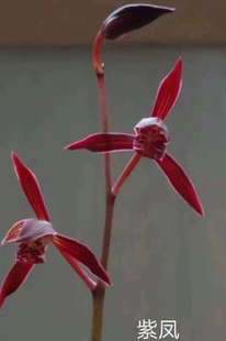 【紫凤】墨兰色花传统品种名贵兰花兰草铭品盆栽花卉绿植