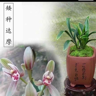 【禅月达摩】矮种兰花建兰四季兰达摩爪浓香金边兰花艺草迷你盆栽