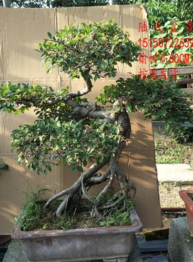 老桩提根榆树 小叶榔榆怪桩造型 小叶榆树老盆口 年年有余树盆景