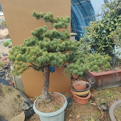 老桩宫岛大阪松盆景迎客松树大板松盆景老盆口大树型庭院阳台包邮