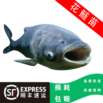 鳙鱼顺丰包邮活体鱼苗淡水养殖