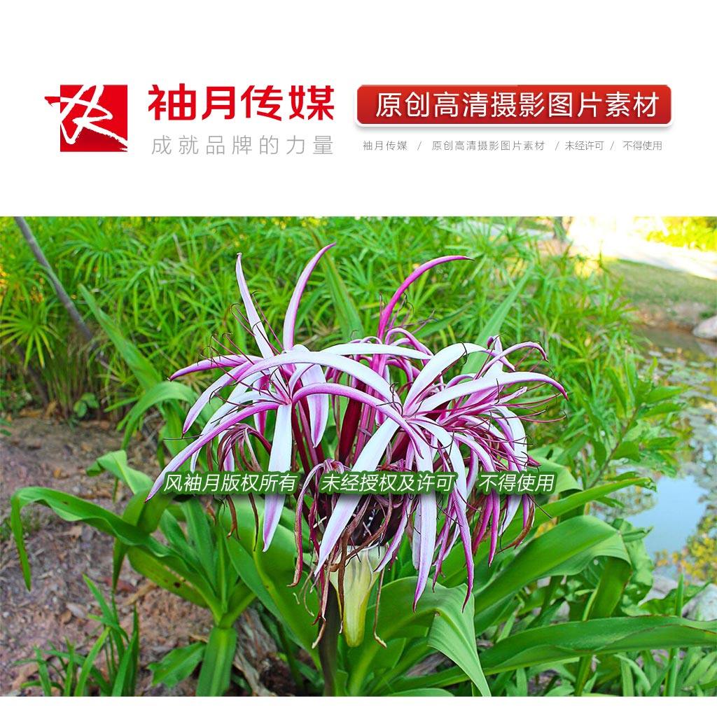 3张红花文殊兰高清摄影图片植物花草紫花文殊兰高清图片素材