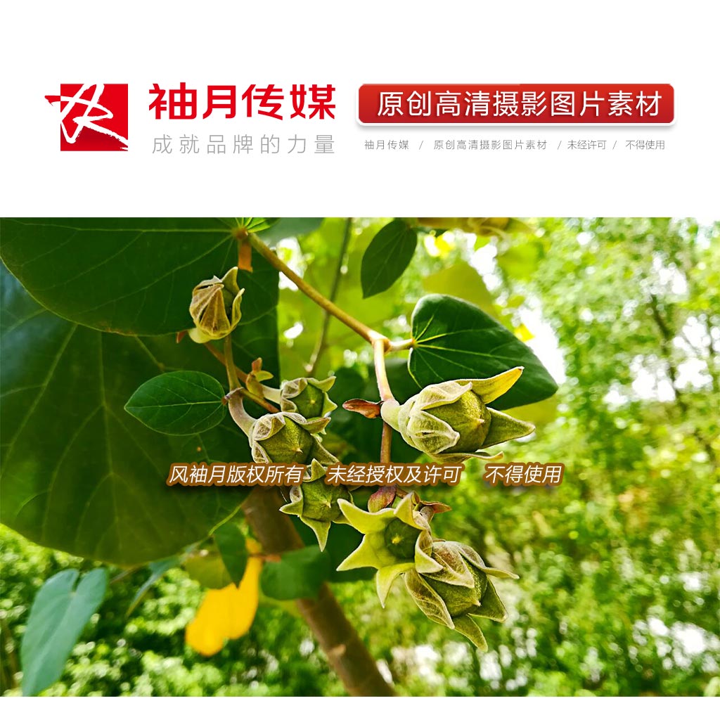 1张黄槿花苞特写高清摄影图片园林绿化植物树木黄槿花素材