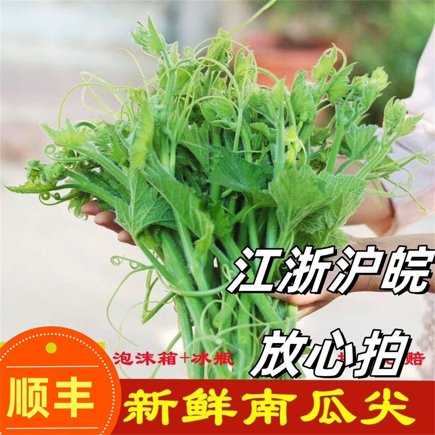 苏北农家品质南瓜藤新鲜现摘现发南瓜尖时令蔬菜南瓜蔓南瓜花顺丰