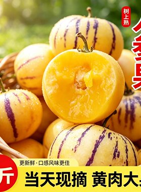 云南石林树熟现摘大果人参果