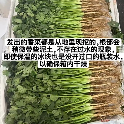 苏北香菜新鲜现挖根部带土蔬菜面条菜小香菜野菜农家自种茴香菜