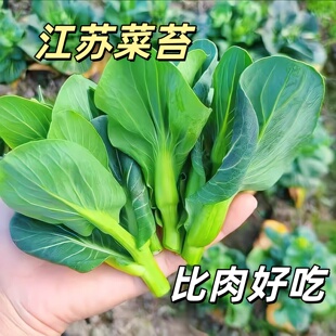 鲜菜 当季 菜苔新鲜青菜苏州青菜心青菜苔苏北农家自种蔬菜顺丰 包邮