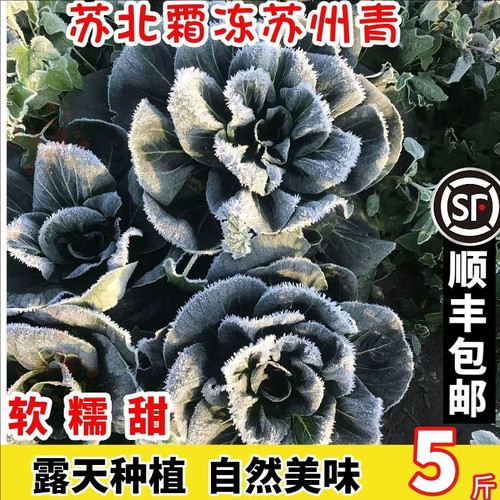江苏霜打青菜当季农家自种矮脚菜