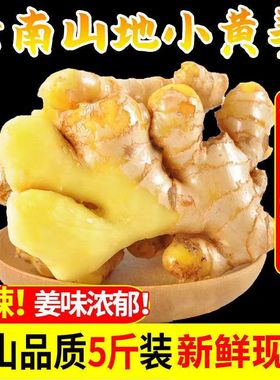 正宗云南小黄姜新鲜老姜干姜生姜姜种黄姜种仔姜现挖高山沙姜嫩姜