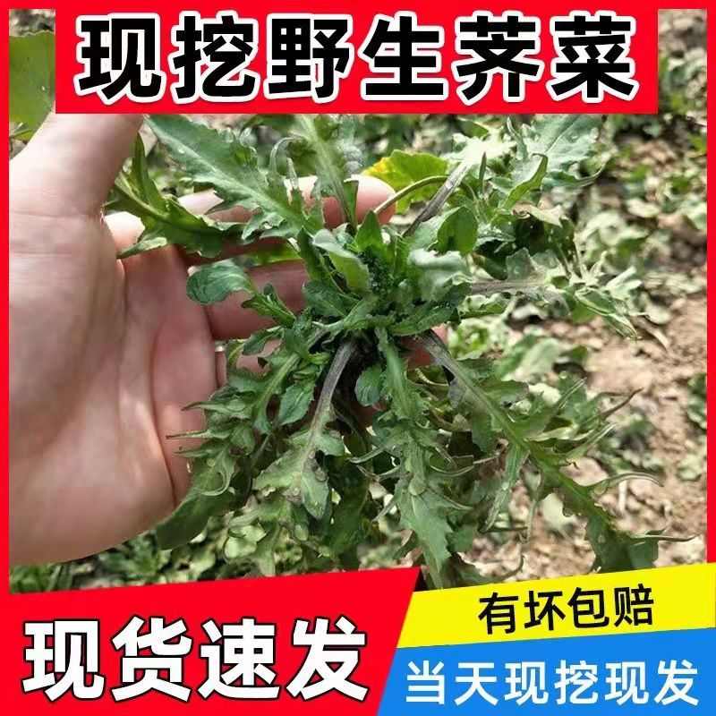 品质荠菜新鲜野菜馅包邮