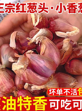葱类新鲜红葱头蔬菜葱头葱头种小葱葱头种四季小香葱火葱头四川葱