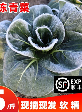 顺丰江苏霜打青菜新鲜蔬菜现摘现发上海青当季自种矮脚霜冻苏州青