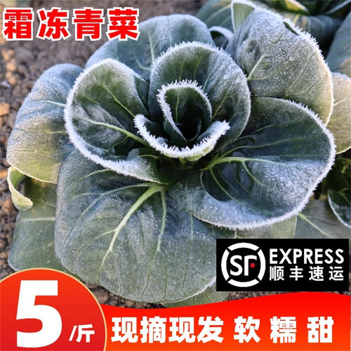 霜冻苏州青苏北农家自种蔬菜青菜