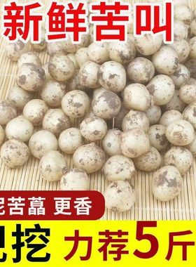 品质苦藠团葱新鲜蔬菜四川苦藠头苦藠种野葱头小蒜头薤白野生苦叫
