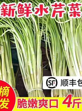 顺丰水芹菜新鲜江苏特产农家自种蔬菜小叶芹菜当季食用时令河芹菜
