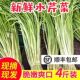顺丰水芹菜新鲜江苏特产农家自种蔬菜小叶芹菜当季 食用时令河芹菜