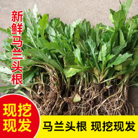 马兰头苗新鲜马兰头根苏北农家蔬菜时令野生马兰野菜顺丰包邮现摘