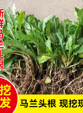 马兰头苗新鲜马兰头根苏北农家蔬菜时令野生马兰野菜顺丰包邮现摘