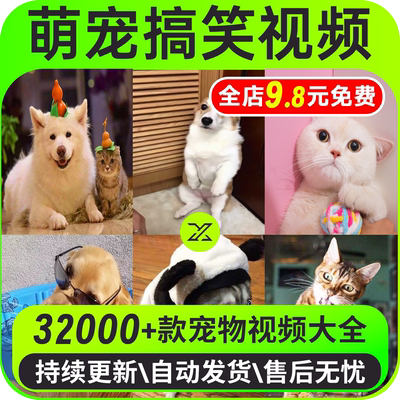 国外萌宠抖音短视频素材动物猫咪宠物搞笑直播高清无水印起号剪辑
