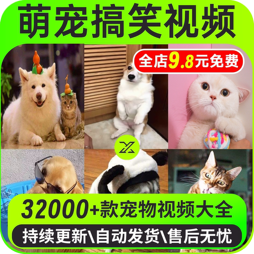 国外萌宠抖音短视频素材动物猫咪宠物搞笑直播高清无水印起号剪辑