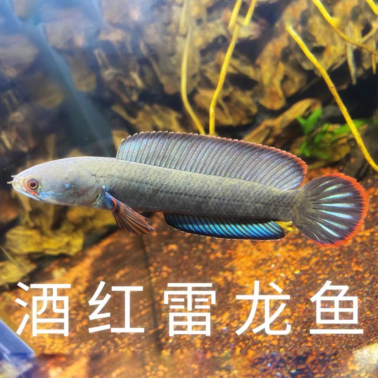 酒红雷龙鱼观赏鱼奶茶巴卡鬼王七彩幻蓝巧克力幻红黄金眼镜蛇火背