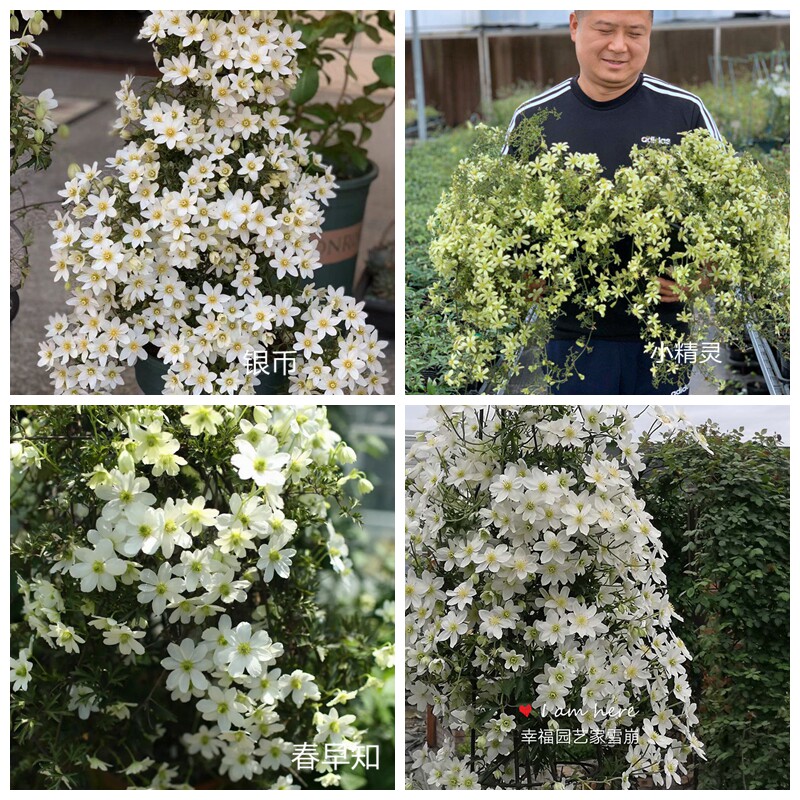九芽植物银币苹果雪崩屏东小精灵春早知常绿铁线莲盆栽文艺小清新