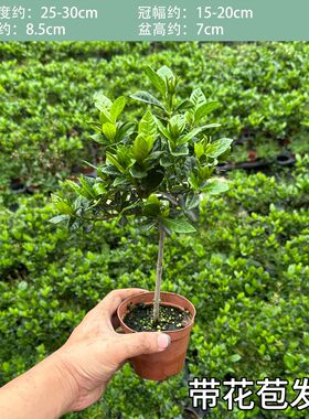 独杆棒棒糖栀子花盆栽带苞易养