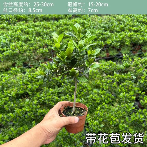 独杆棒棒糖栀子花盆栽带苞易养