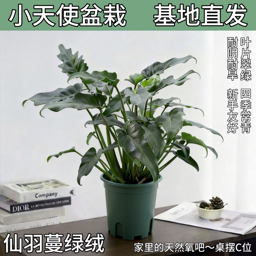 龙鳞小天使仙羽蔓绿绒观叶植物盆栽耐阴四季常青净化空气办公室