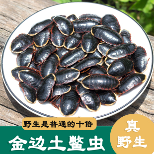 金边土鳖虫 大个 广西 土元 土鳖虫地 土别 断骨续筋 免费磨粉