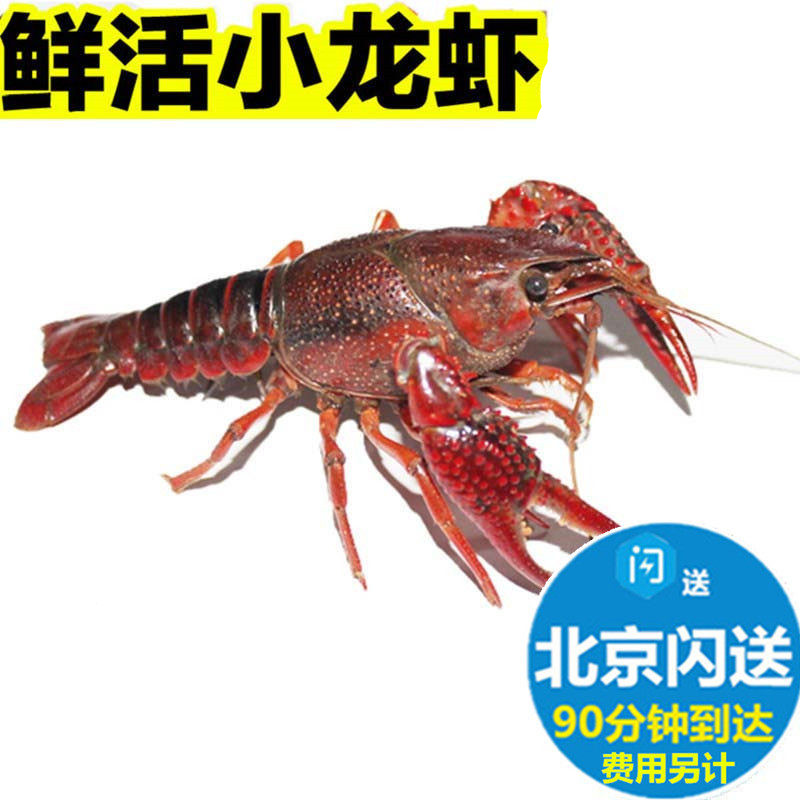 鲜活小龙虾 洪湖盱眙清水麻辣小龙虾新鲜 规格可选 北京满额闪送