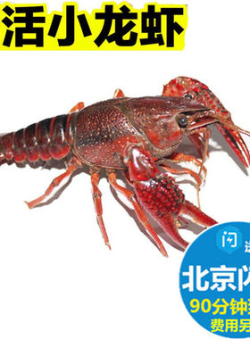 鲜活小龙虾 洪湖盱眙清水麻辣小龙虾新鲜 规格可选 北京满额闪送