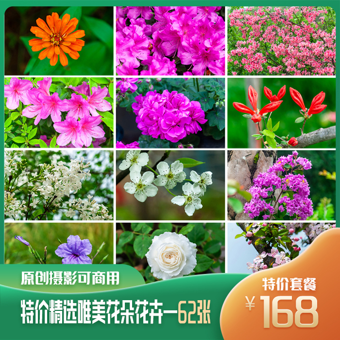 特价精选各种花朵花卉高清照片原创摄影作品可商用设计素材62张