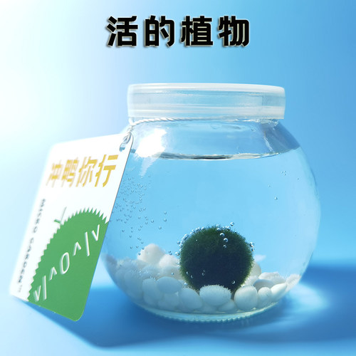 Marimo海藻球生态瓶马里莫创意迷你植物送朋友礼物礼盒水草绿藻球