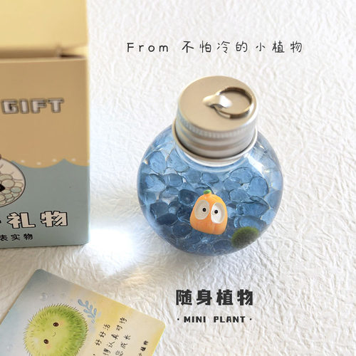 新年小礼物海藻球迷你生态瓶好养