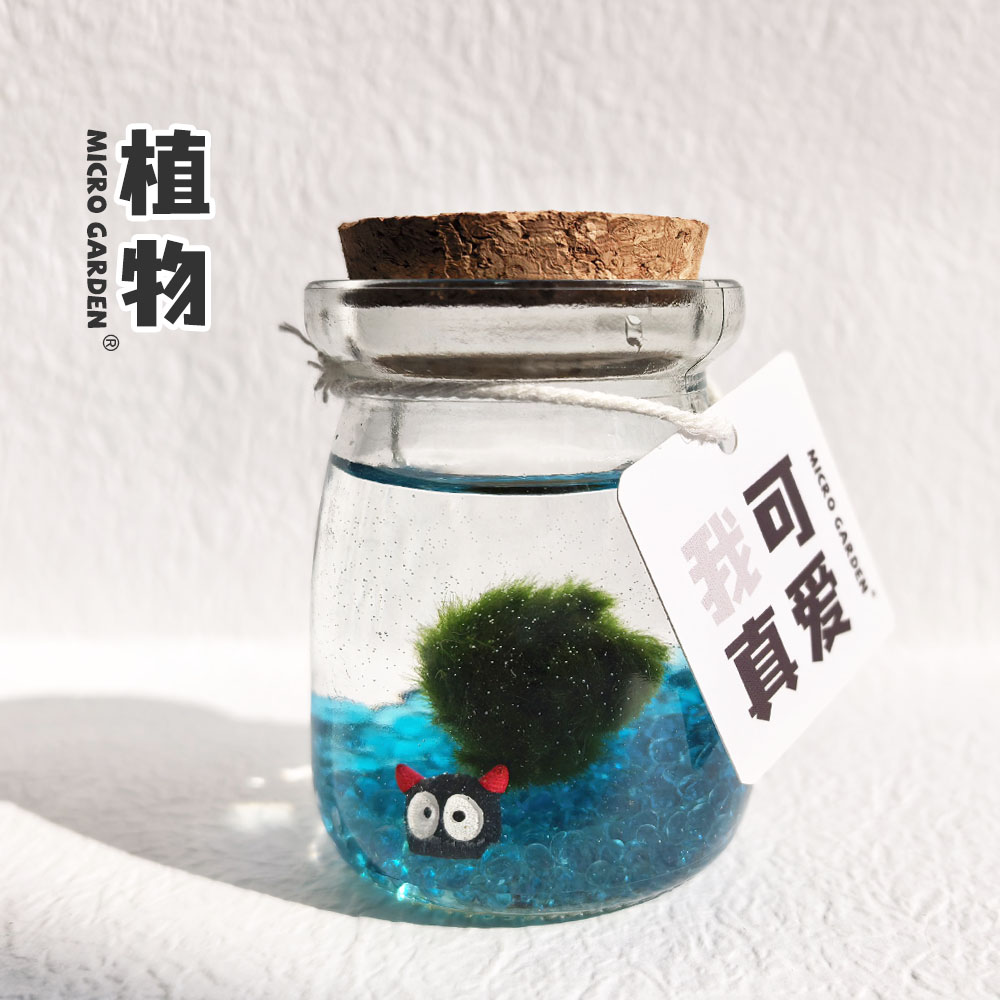 水藻球生态瓶小宠物毕业礼物生日解闷小玩意稀奇古怪植物微景观