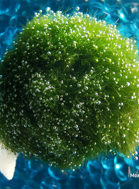 marimo幸福海藻球马里莫绿藻球mossball水培植物便携式显微镜鉴定
