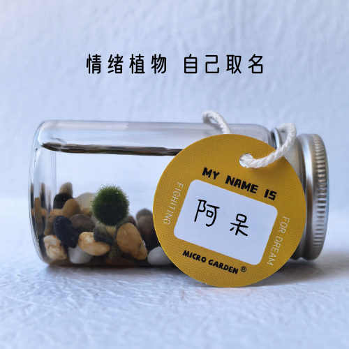 海藻球桌面小宠物治愈系小玩意生日礼物六一儿童节稀奇古怪生态瓶