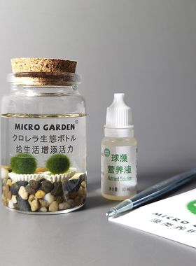 马里莫海藻球marimo生态瓶水培植物 小型迷你苔藓球微景观DIY水草