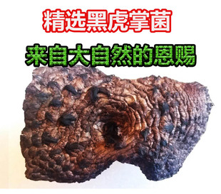 獐子菌养生煲汤料干货切片章子菌菌菇类 甘孜西藏野生黑虎掌菌新品