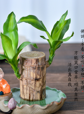 巴西木水养幸运木开花格鲁特小树人盆栽室内桌面水培绿植物小盆栽