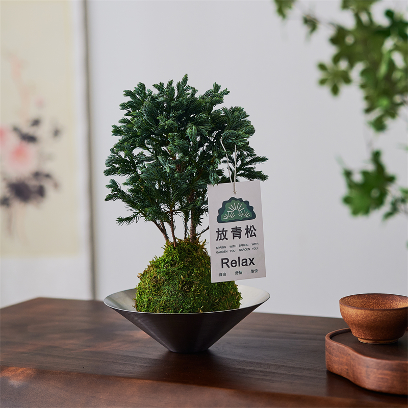 蓝松苔藓球室内办公室清新空气