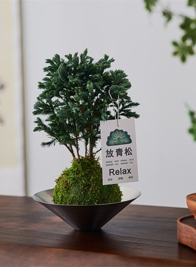蓝松苔藓球室内办公室清新空气